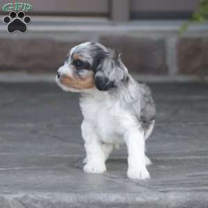 Haisley, Cavapoo Puppy